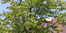 Pan y quesillos - Porte (Robinia pseudoacacia)