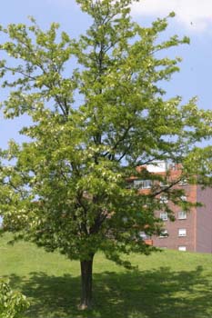 Pan y quesillos - Porte (Robinia pseudoacacia)