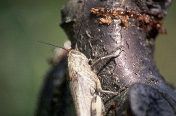 Langosta egipcia (Anacridium aegyptium)