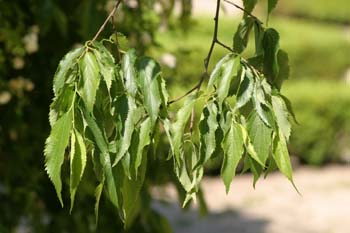 Almez - Hojas/Frutos (Celtis australis)