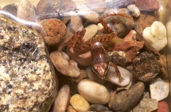 Rana patilarga (Rana ibérica)