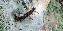 Fasmino Alado, Sipyloidea Sipylus, atrapado en una tela de araña