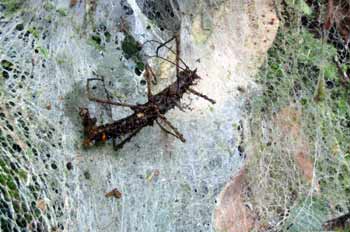 Fasmino Alado, Sipyloidea Sipylus, atrapado en una tela de araña