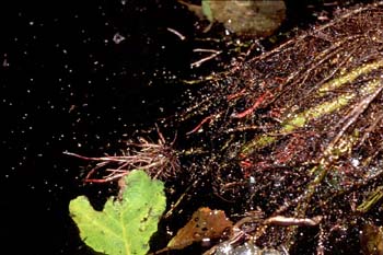 Aliso -Raíz (Alnus glutinosa)