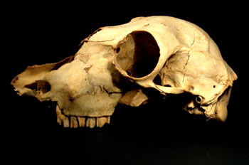 Cráneo