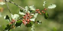 Arraclán (Frangula alnus)