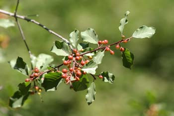 Arraclán (Frangula alnus)