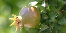 Granado - Fruto (Punica granatum)