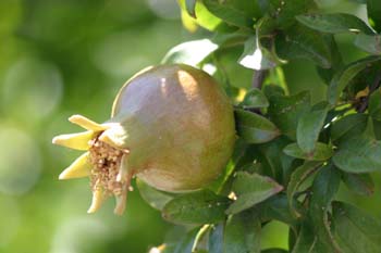 Granado - Fruto (Punica granatum)