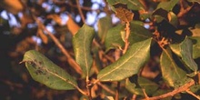 Encina - Hoja (Quercus ilex)