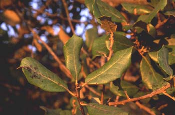 Encina - Hoja (Quercus ilex)