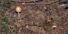 Panaeolus semiovatus