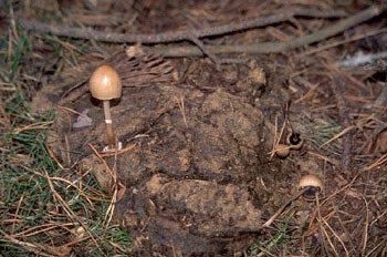 Panaeolus semiovatus