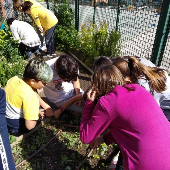 2019_05_06_Quinto en el huerto en mayo_CEIP FDLR_Las Rozas 9