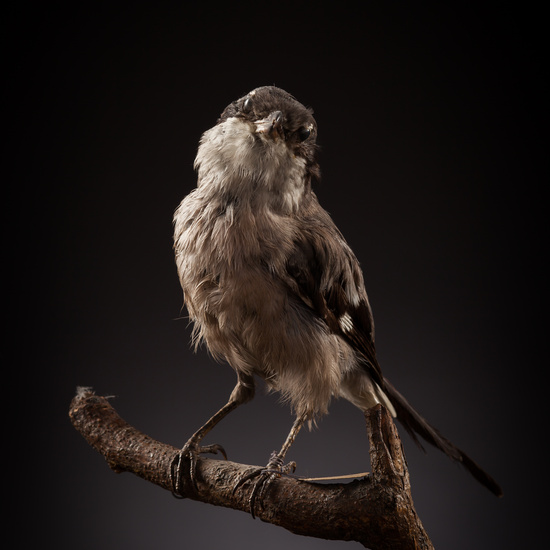 IES_CERVANTES_BIOLOGIA_032