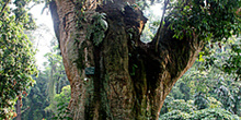 árbol del Lichi, Jardín botánico, Java, Indonesia
