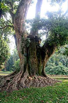 árbol del Lichi, Jardín botánico, Java, Indonesia