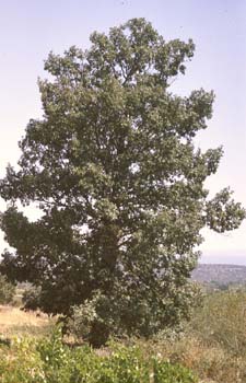 Rebollo / melojo - Porte (Quercus pyrenaica)