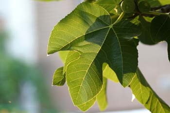 Higuera - Hojas (Ficus carica)