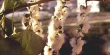 Chopo de Canadá - Fruto (Populus x canadensis)