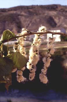 Chopo de Canadá - Fruto (Populus x canadensis)