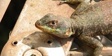 Familia de Agama, Argentina