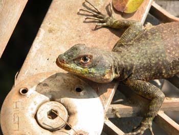 Familia de Agama, Argentina