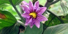 Flor de la naranjilla o lulo, solanum quitoense, Ecuador