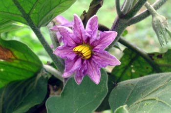 Flor de la naranjilla o lulo, solanum quitoense, Ecuador