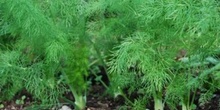 Foeniculum vulgare<span class="educational" title="Contenido educativo"><span class="sr-av"> - Contenido educativo</span></span>
