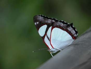 Pyrrhogyra otolais, Argentina