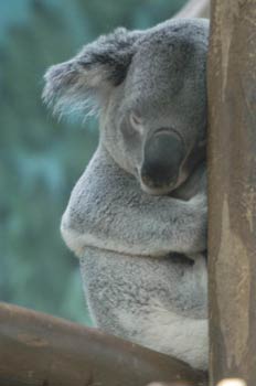 Koala
