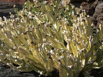 Caralluma somalica