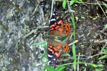 Mariposa ,Baños, Ecuador