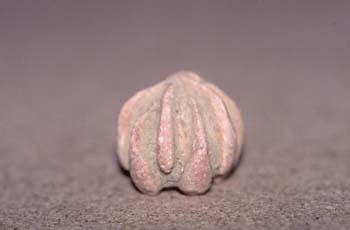 Timorechinus mirabilis (Crinoideo) Pérmico