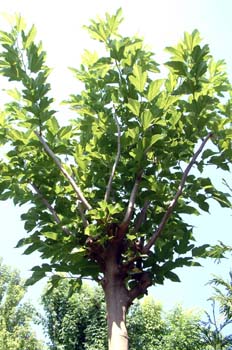 Poda de formación de un árbol