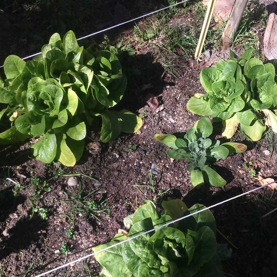 NUEVOS FRUTOS DEL HUERTO ESCOLAR 8