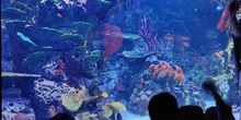 FOTOS AQUARIUM 1 19
