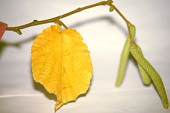 Hoja de olmo