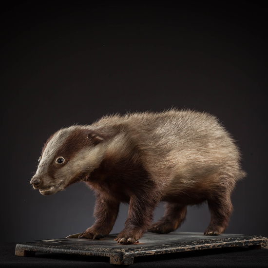 IES_SANISIDRO_MUSEO_Zoolgía_131