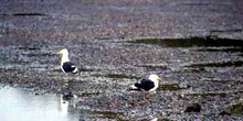 Gaviotas karoro, Nueva Zelanda