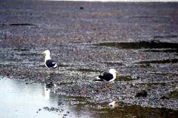 Gaviotas karoro, Nueva Zelanda
