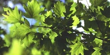 Peral de monte (Sorbus torminalis)