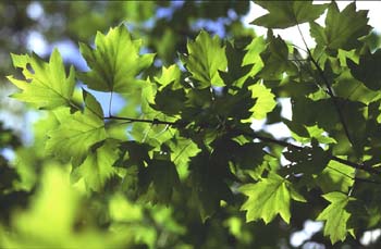 Peral de monte (Sorbus torminalis)