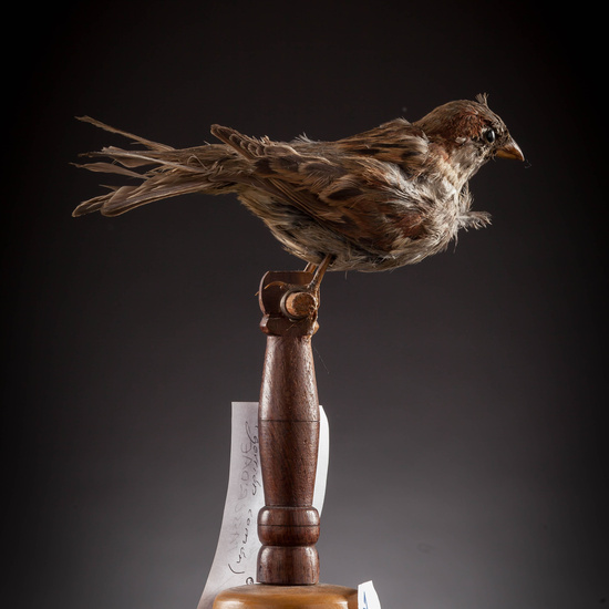 IES_SANISIDRO_MUSEO_Aves_126