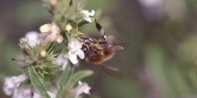 Abeja de la miel (Apis mellifera)