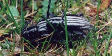 Longicornio zapador (Dorcadion hispanicum)