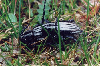 Longicornio zapador (Dorcadion hispanicum)