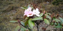 Flores: Rododendro