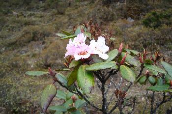 Flores: Rododendro